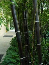 Black Bamboo, Phyllostachys nigra
